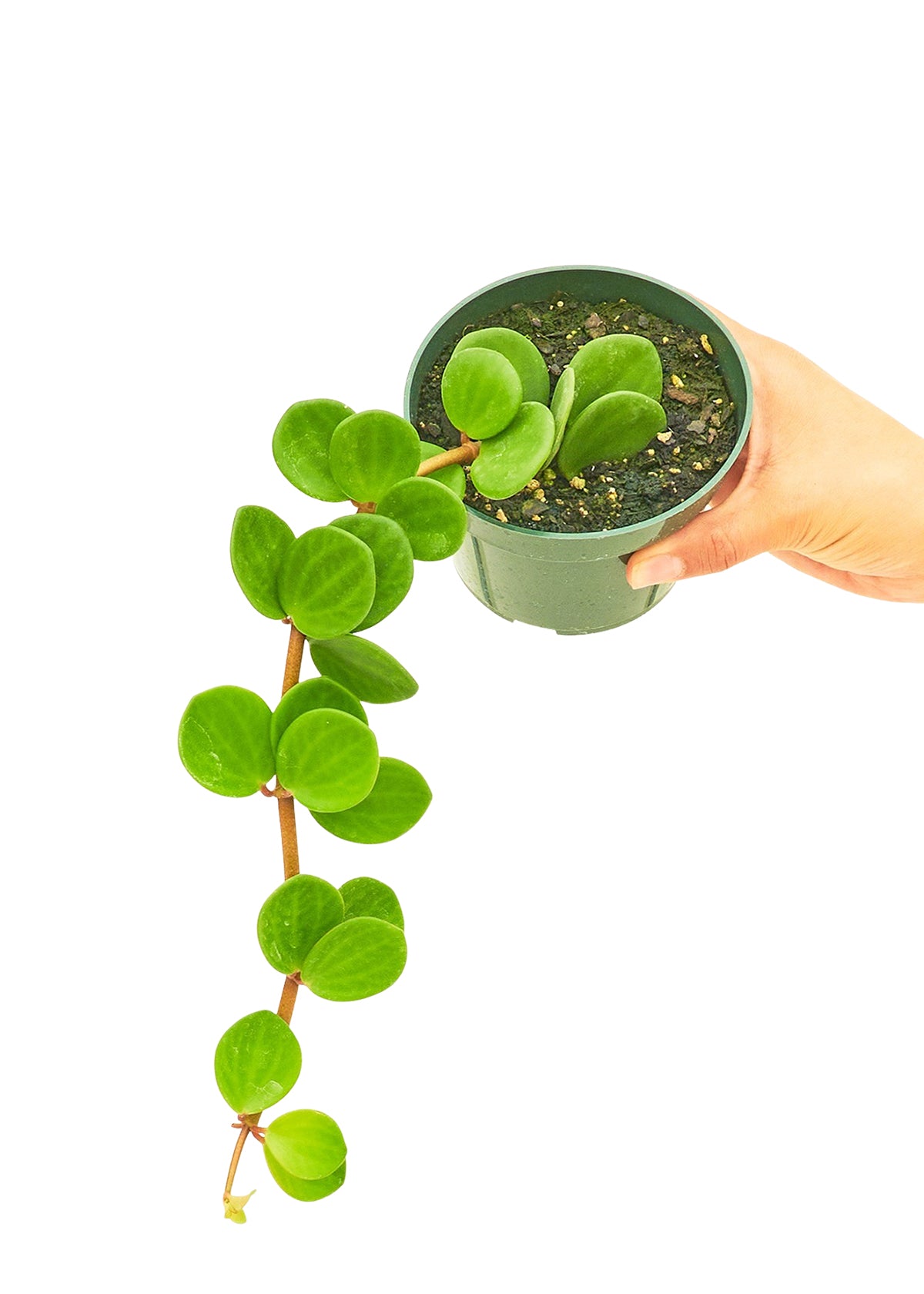 Hope, the Peperomia plant, with its lush greenery and unique rounded leaves, poised elegantly in a pot, ready to brighten any space.