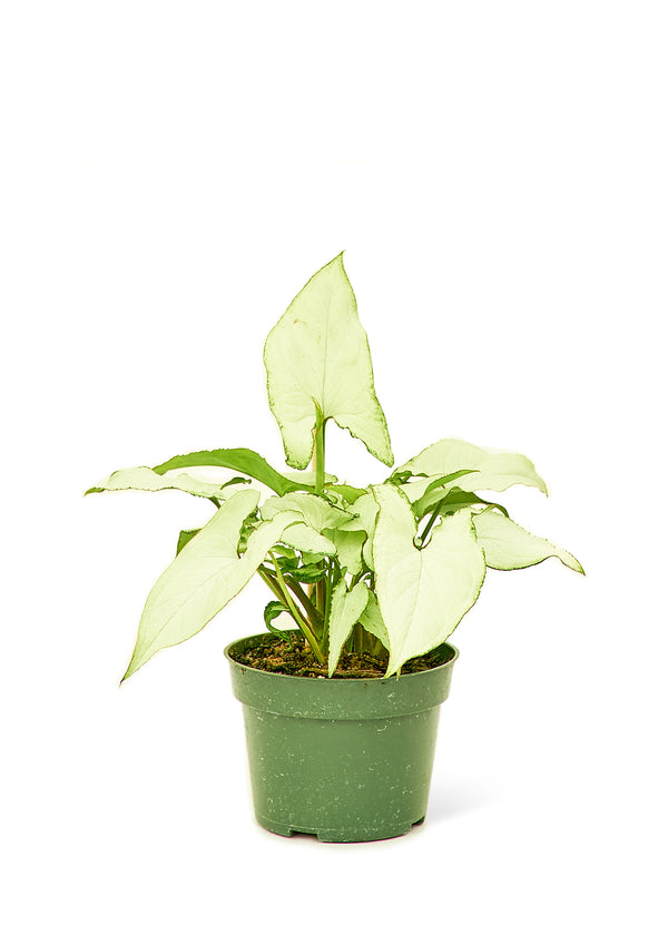 "Artemis" White Arrowhead Plant "Artemis" White Arrowhead Plant