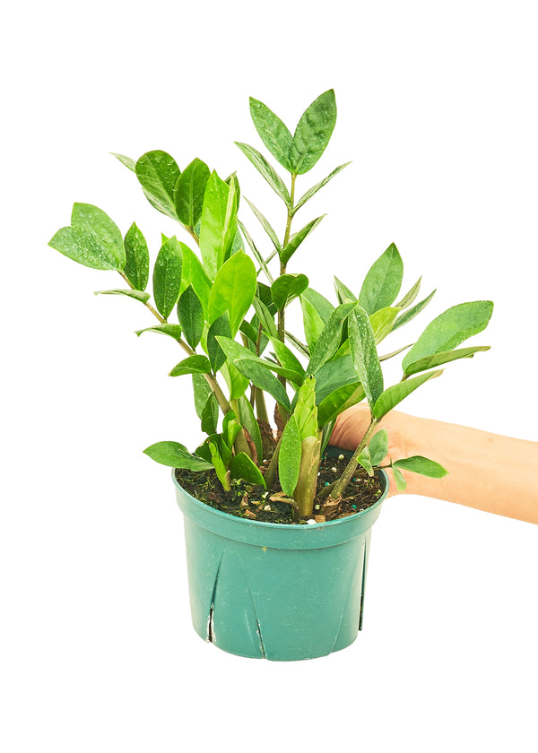 "Gibbons" ZZ Plant "Gibbons" ZZ Plant