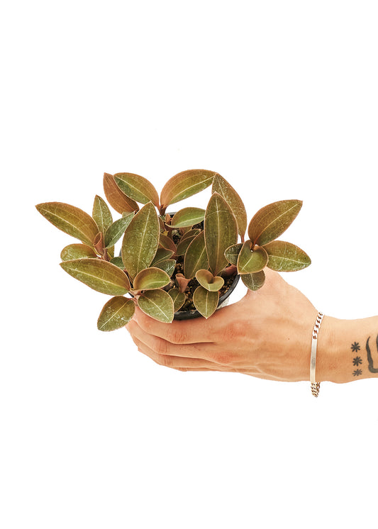 Duchess Velvet showcasing sumptuous burgundy-green leaves with radiant stripes, reminiscent of regal elegance.