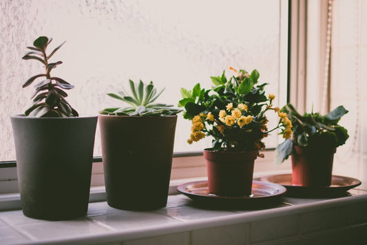 Why Are Rare Houseplants So Popular?