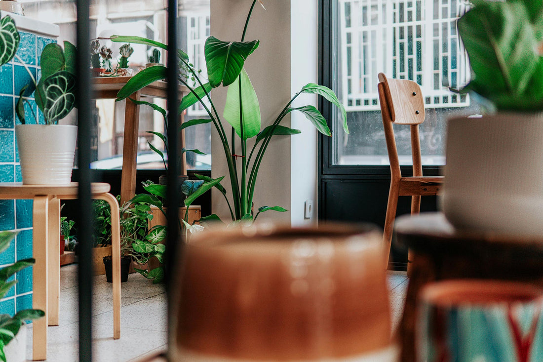 A beautiful room filled with indoor plants