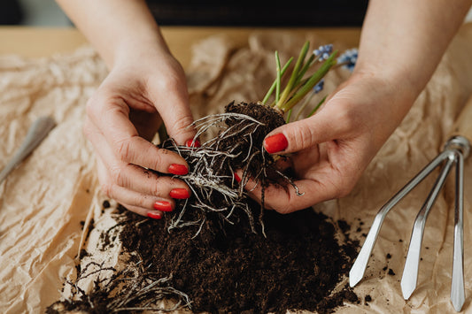 Close-up of hands with red nail polish gently holding the exposed roots of a plant during the repotting process, with gardening tools and soil spread on a table