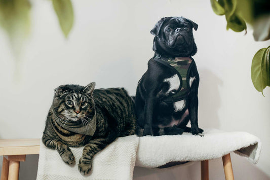 Pet-friendly home with a tabby cat and black pug sitting together on a cozy bench surrounded by lush greenery.