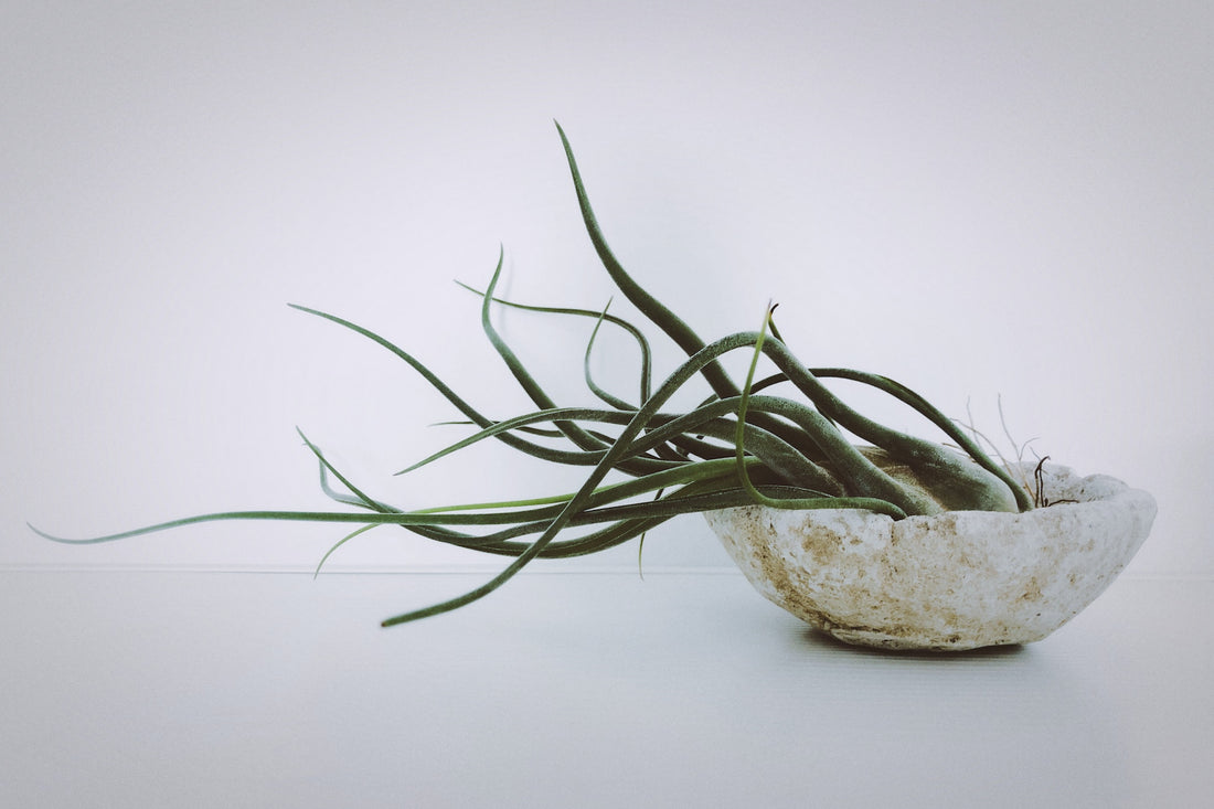 An air plant with slender, upward-reaching leaves nestled in a rustic stone bowl on a pale background, embodying simple elegance.