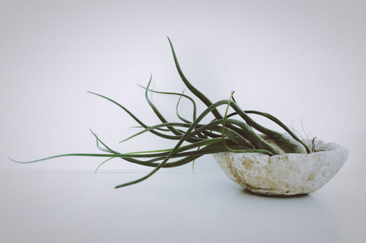 An air plant with slender, upward-reaching leaves nestled in a rustic stone bowl on a pale background, embodying simple elegance.