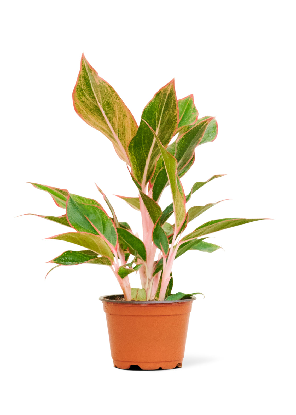 "Ling" Red Chinese Evergreen