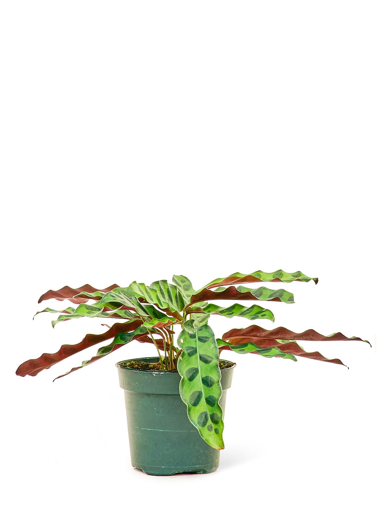 "Irwin" Rattlesnake Calathea