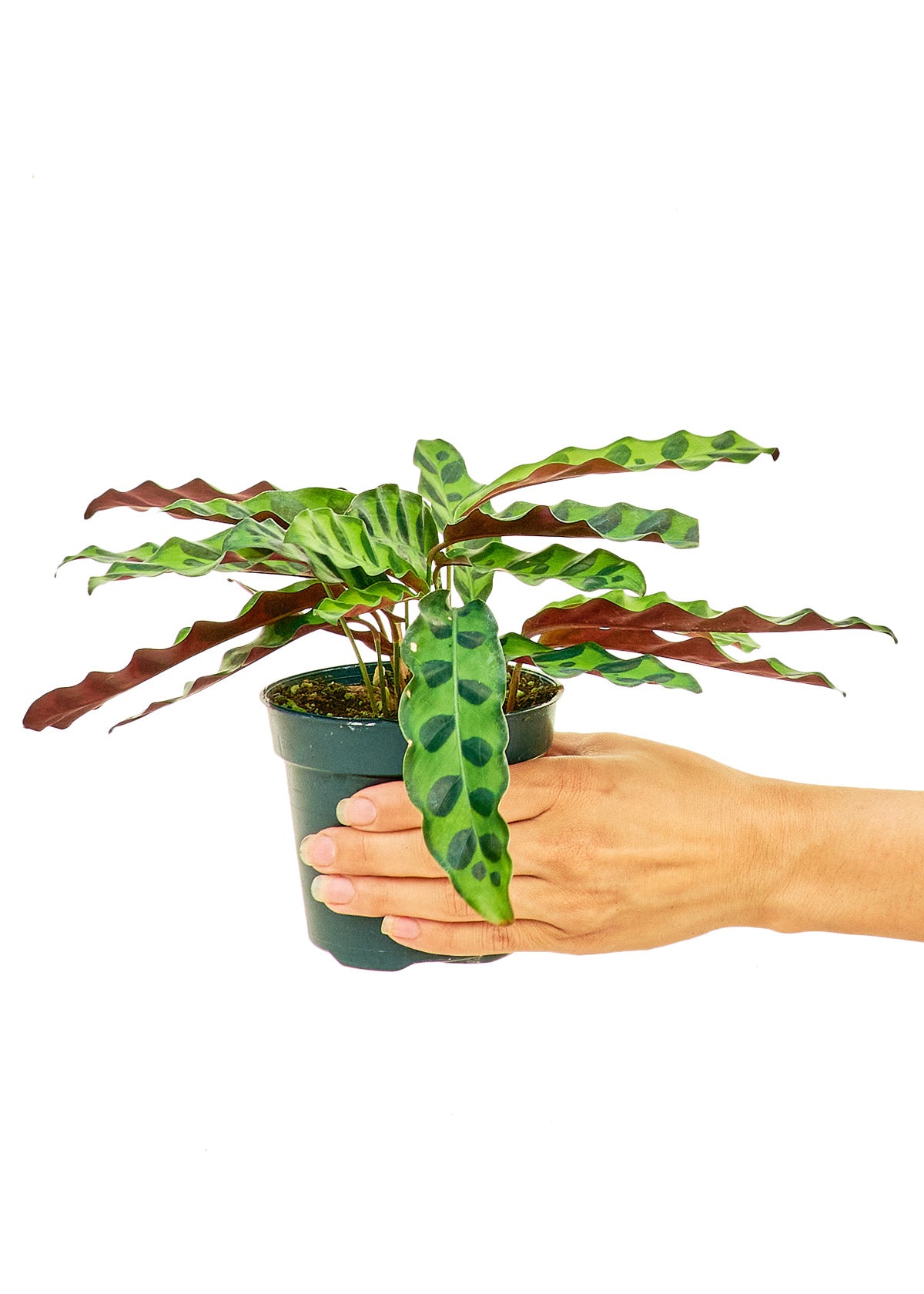 "Irwin" Rattlesnake Calathea