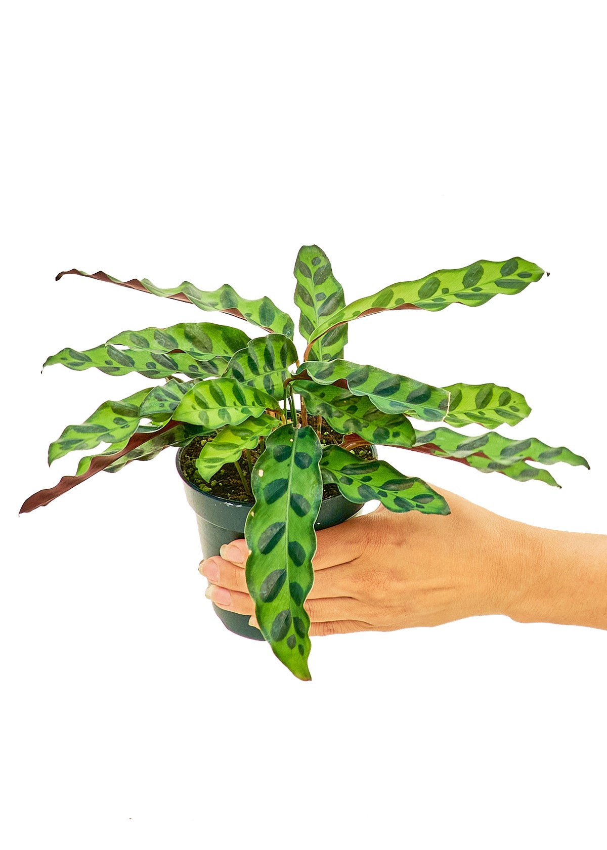 "Irwin" Rattlesnake Calathea