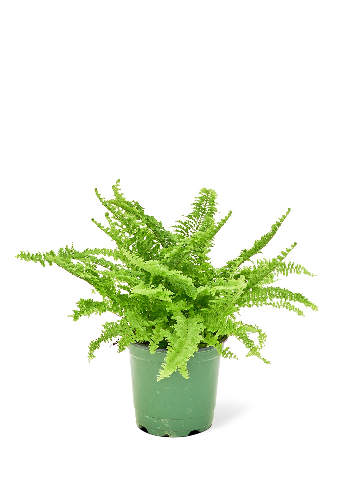 "Buzz" the Boston Fern