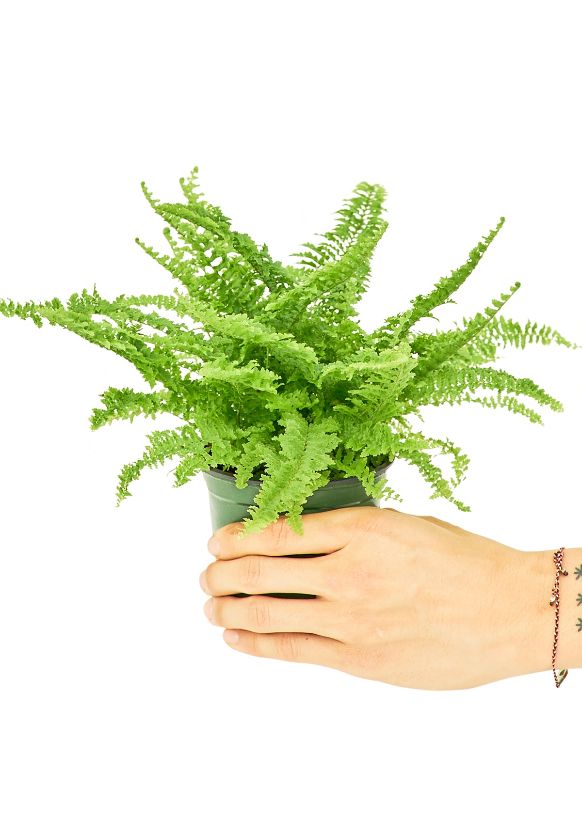 "Buzz" the Boston Fern