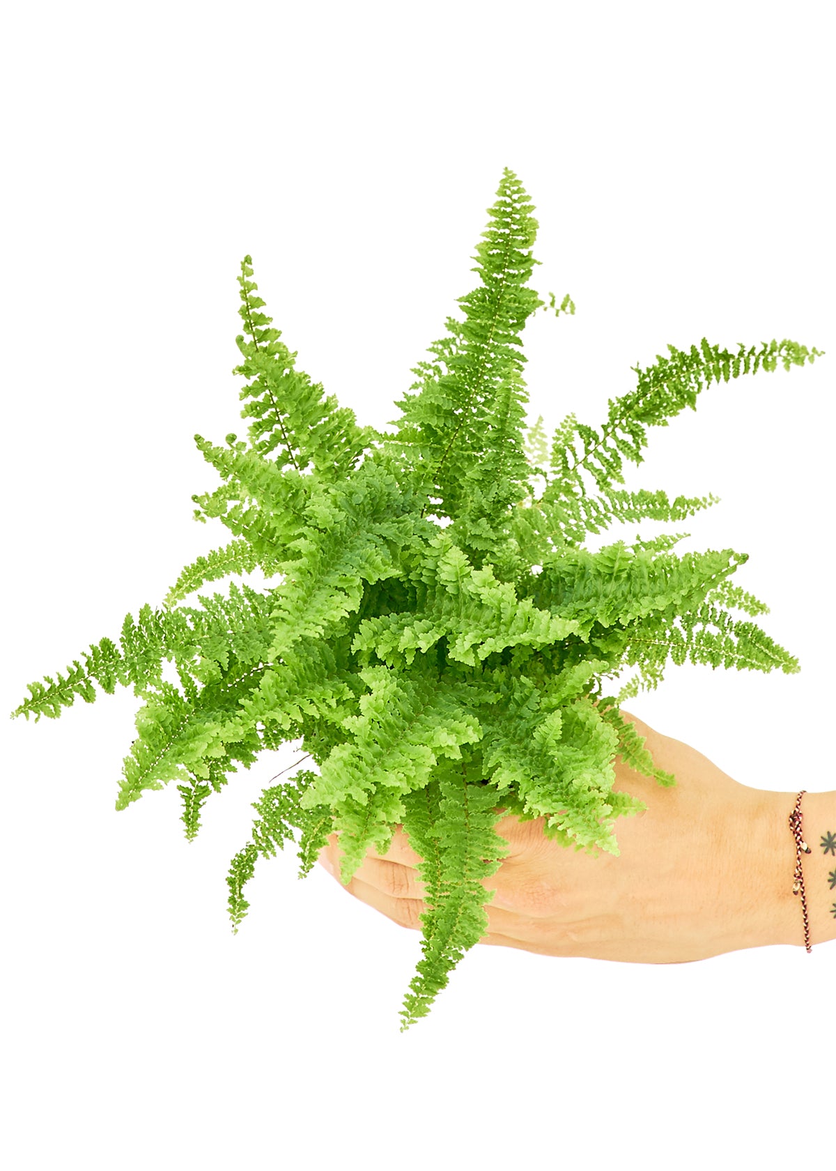 "Buzz" the Boston Fern