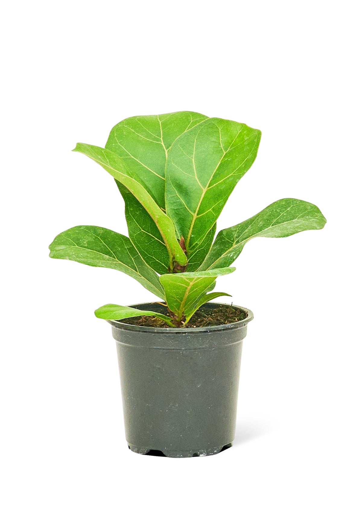 "Fiona" Fiddle Leaf Fig