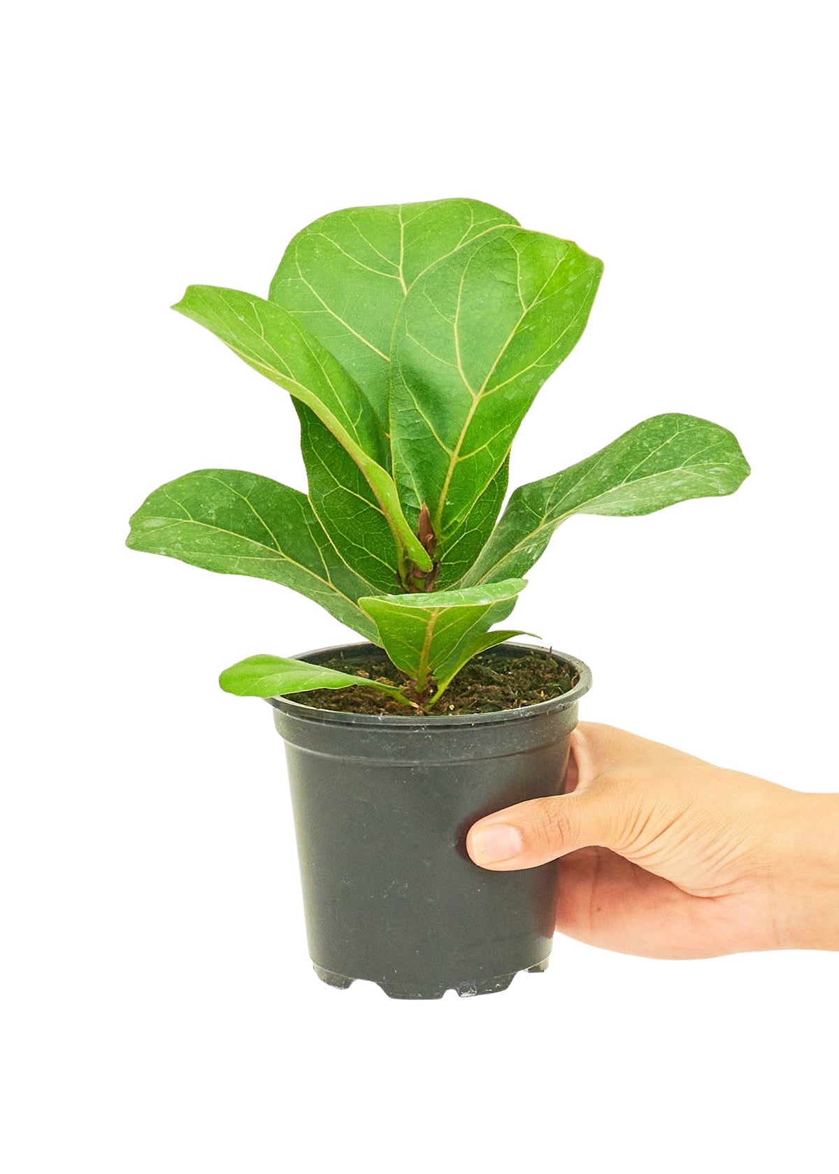 "Fiona" Fiddle Leaf Fig