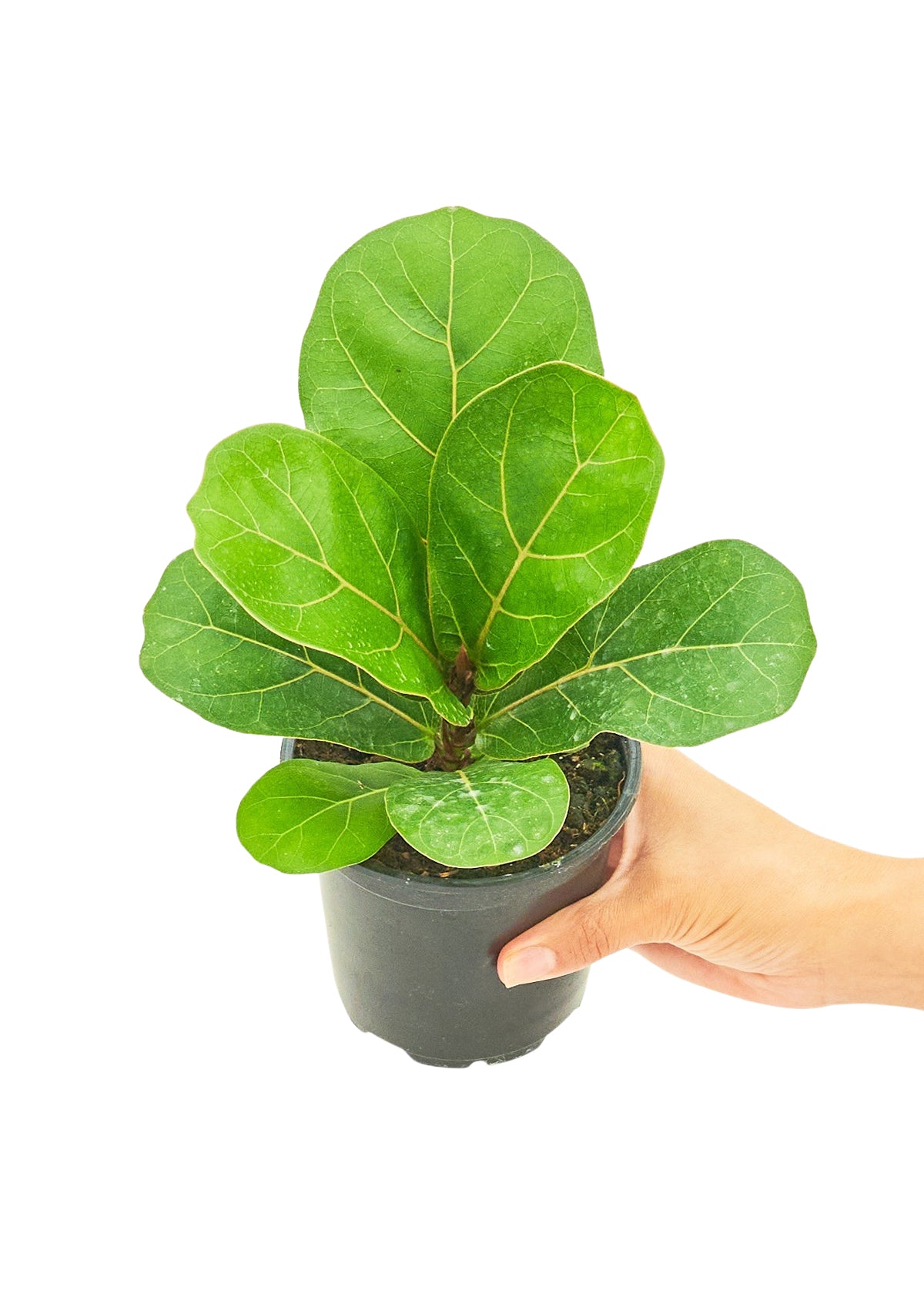 "Fiona" Fiddle Leaf Fig