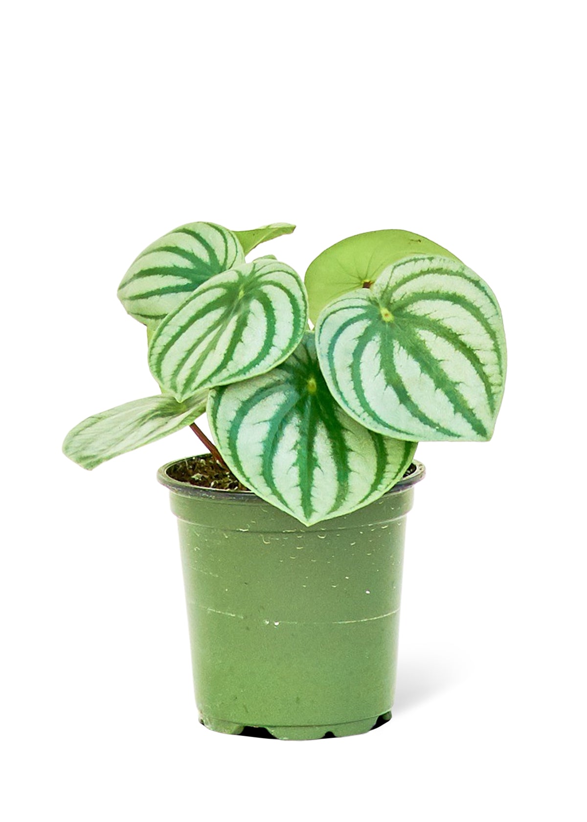 "Styles" Watermelon Peperomia