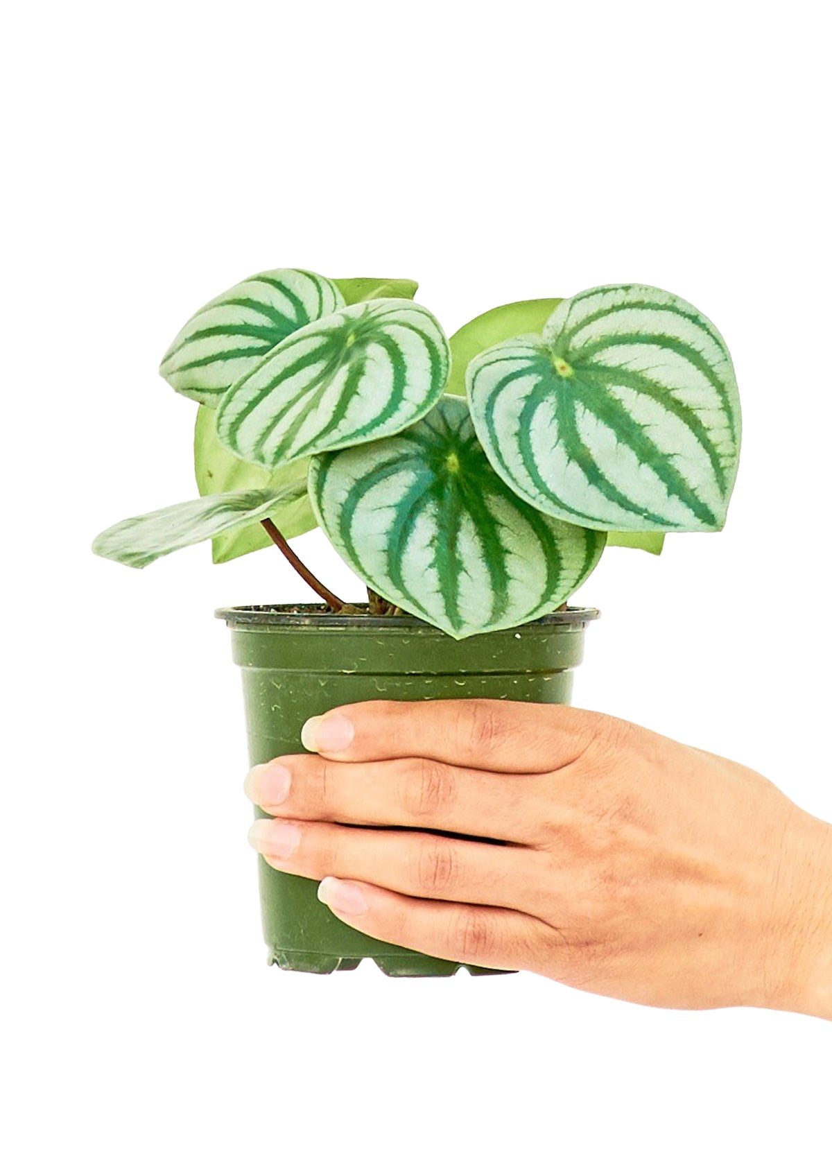 "Styles" Watermelon Peperomia