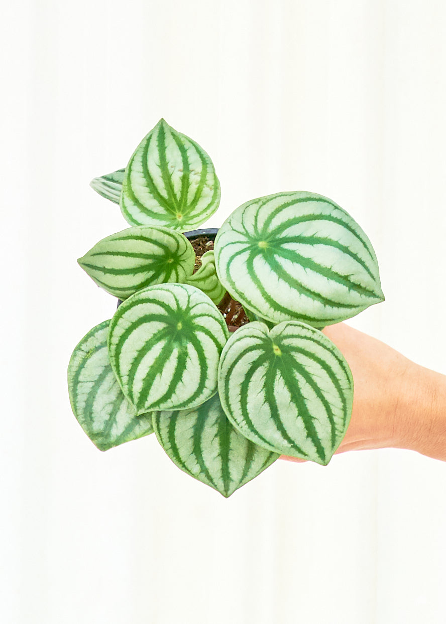 "Styles" Watermelon Peperomia