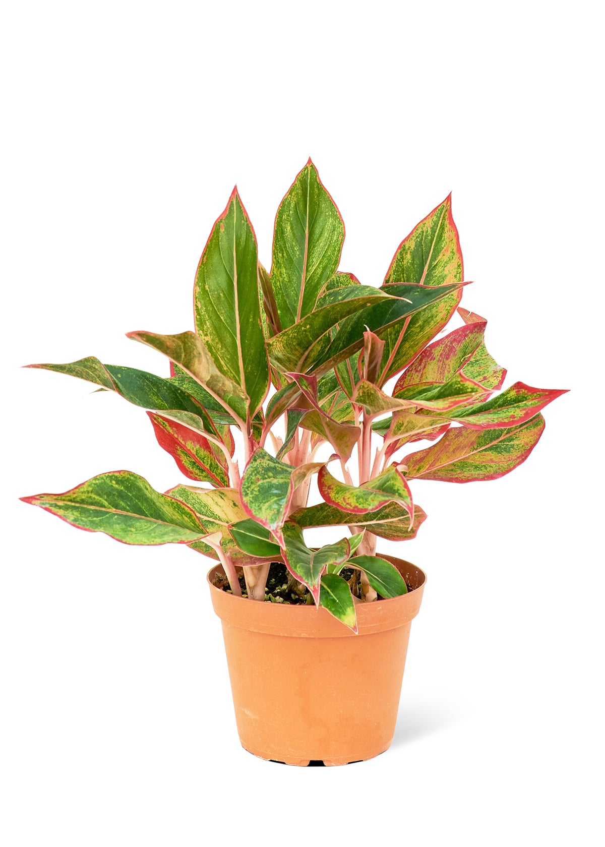 "Ling" Red Chinese Evergreen