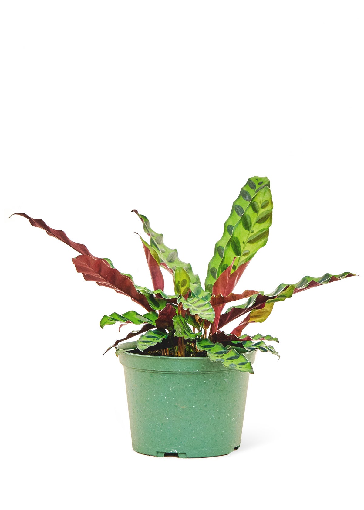 "Irwin" Rattlesnake Calathea