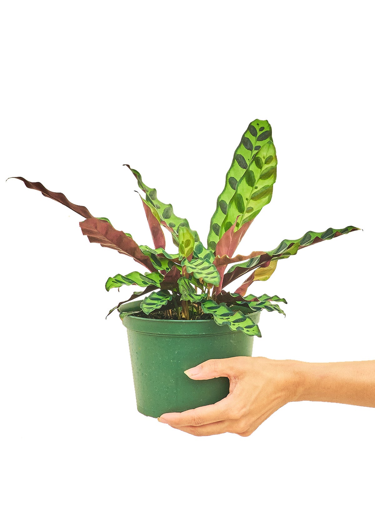 "Irwin" Rattlesnake Calathea