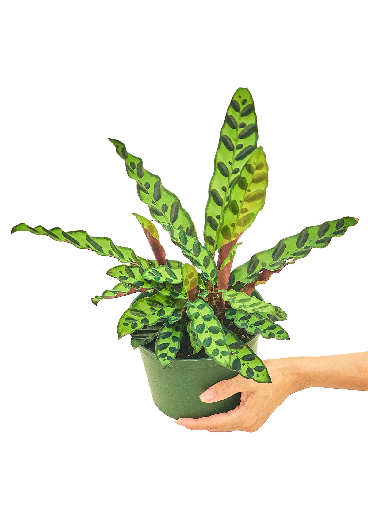 "Irwin" Rattlesnake Calathea