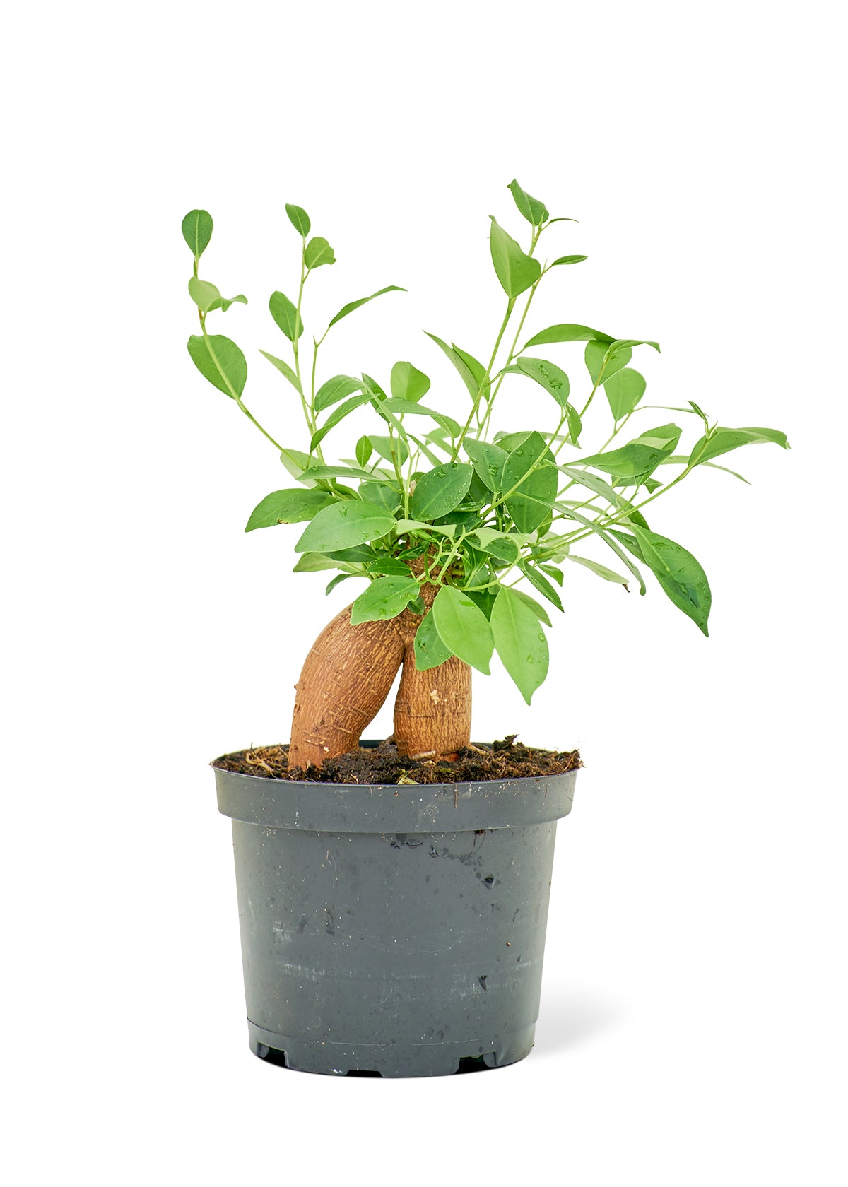 "Kim" Ficus Ginseng