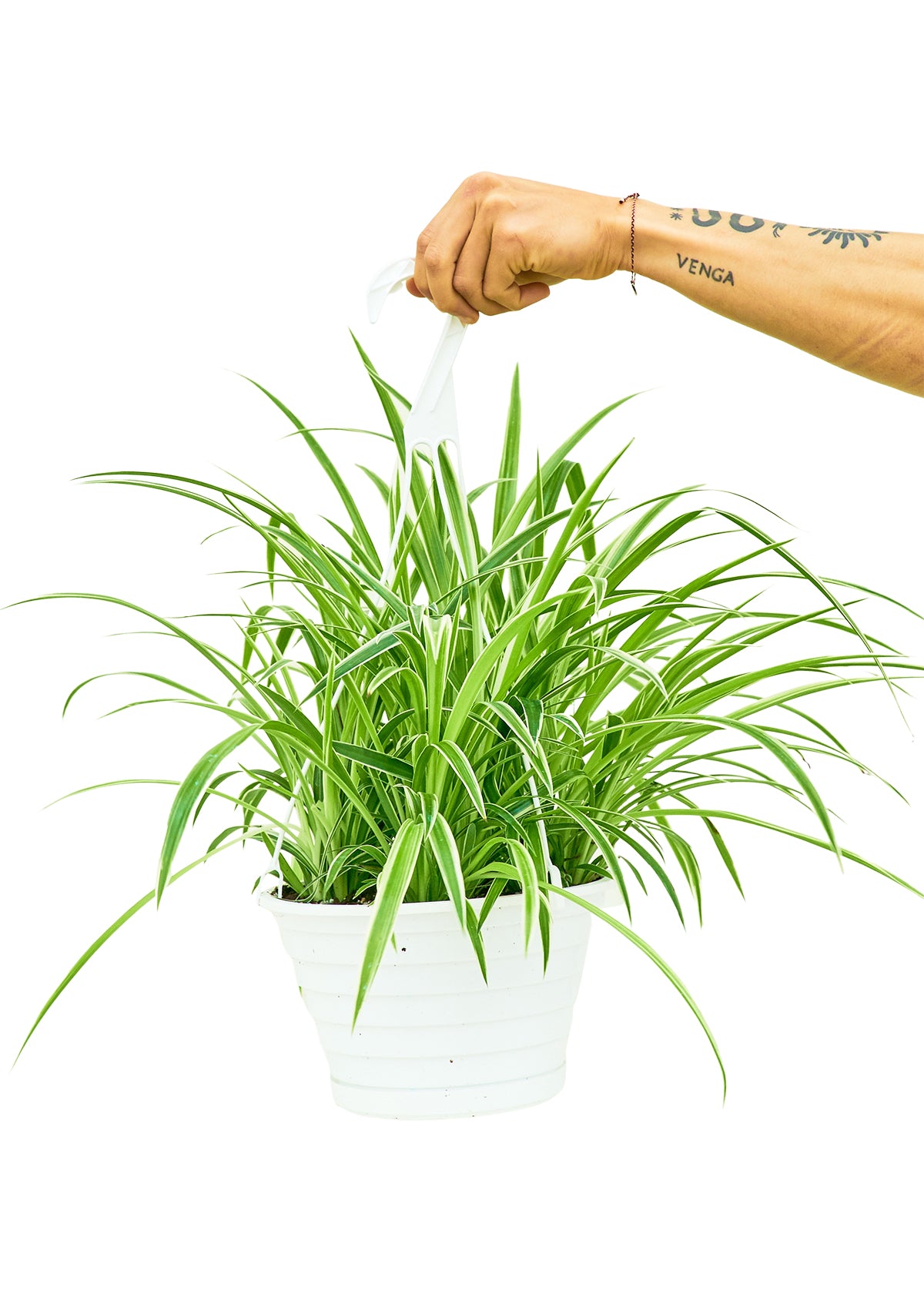 Bowie Spider Plant ‘Reverse’ - Lush green and white variegated leaves cascading from a white hanging pot, held up by a tattooed hand.