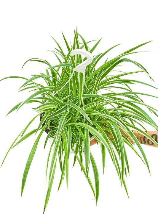 Close-up of the Bowie Spider Plant ‘Reverse’ showing vibrant striped leaves in a white hanging pot, ready to brighten any space.