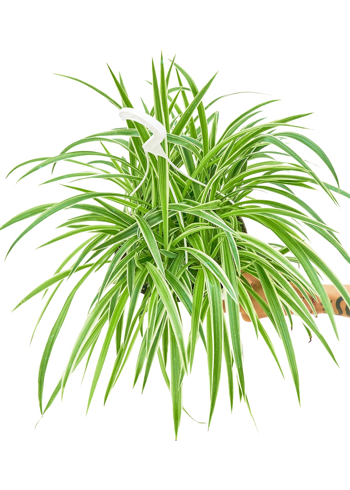 Top view of the Bowie Spider Plant ‘Reverse’ displaying its unique leaf pattern and healthy foliage in a white pot.