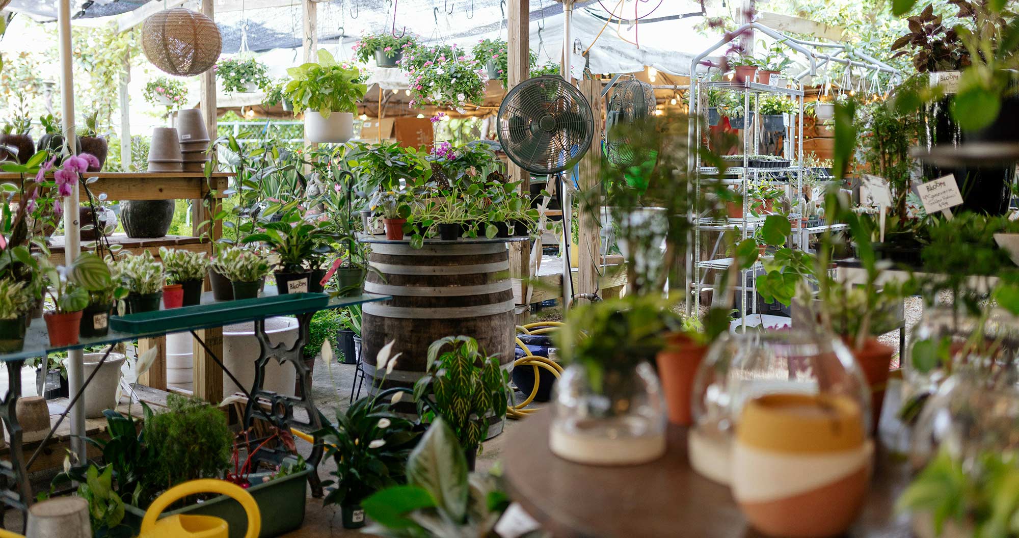 Happy Little House Plants nursery filled with a variety of vibrant houseplants and gardening supplies, showcasing the diverse and lush collection available.