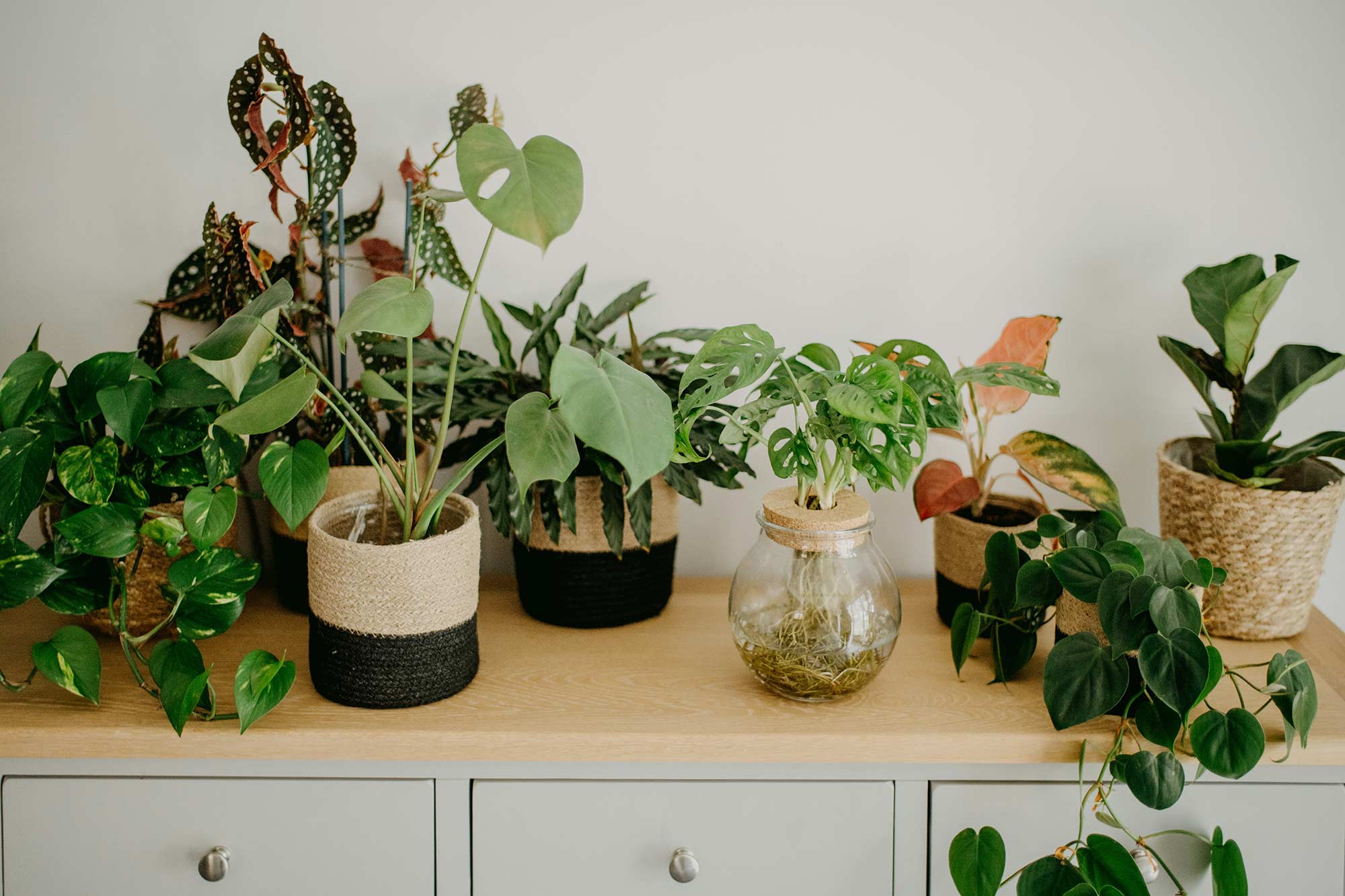 Collection of pet-friendly houseplants including Monstera, Philodendron, and Calathea, displayed in various decorative pots on a wooden shelf.