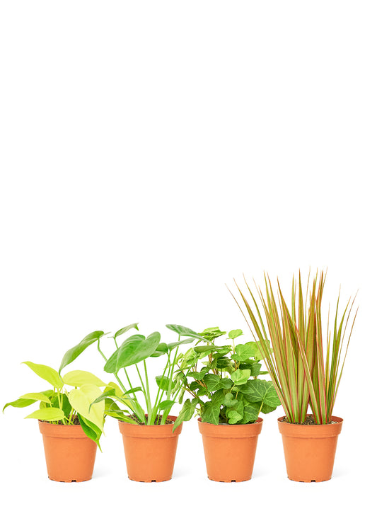 Assorted collection of mystery house plants, handpicked to surprise and delight any plant enthusiast.