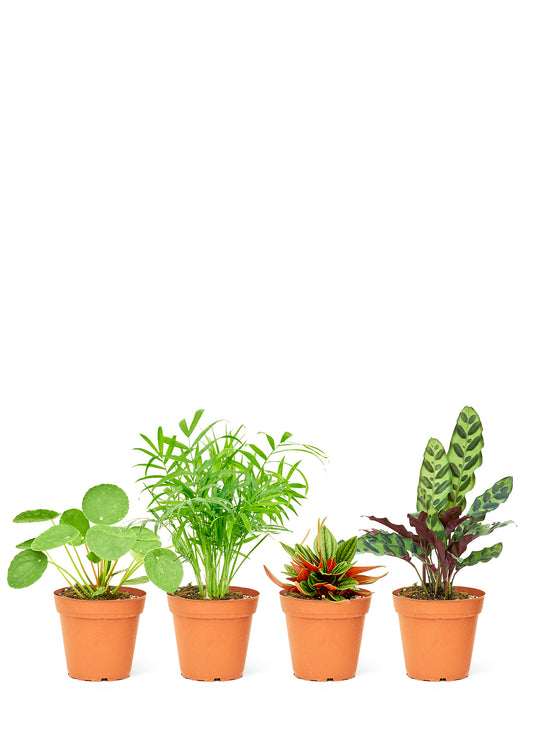 Curated bundle of mystery house plants, specifically chosen for their pet-friendly nature, ensuring a safe and green space for all members of your household.