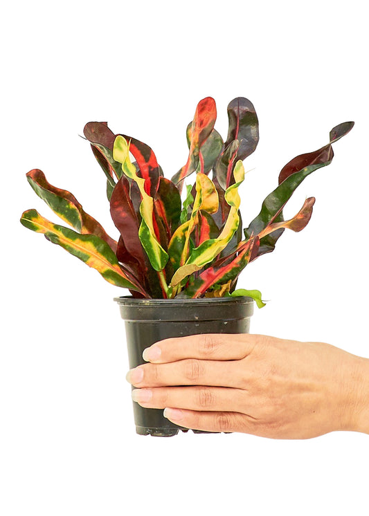 Close-up of the 'Matisse' Variegated Croton's leaves, showcasing artistic patterns akin to brush strokes on a canvas.