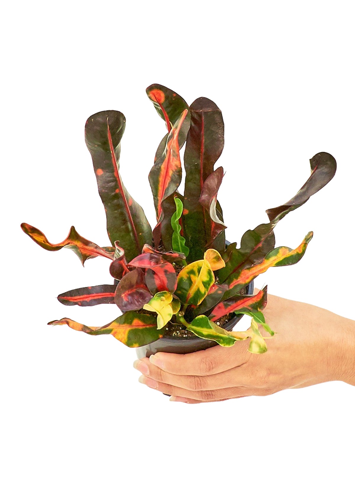 The 'Matisse' Croton plant in a terracotta pot, a botanical embodiment of Henri Matisse's colorful palette.