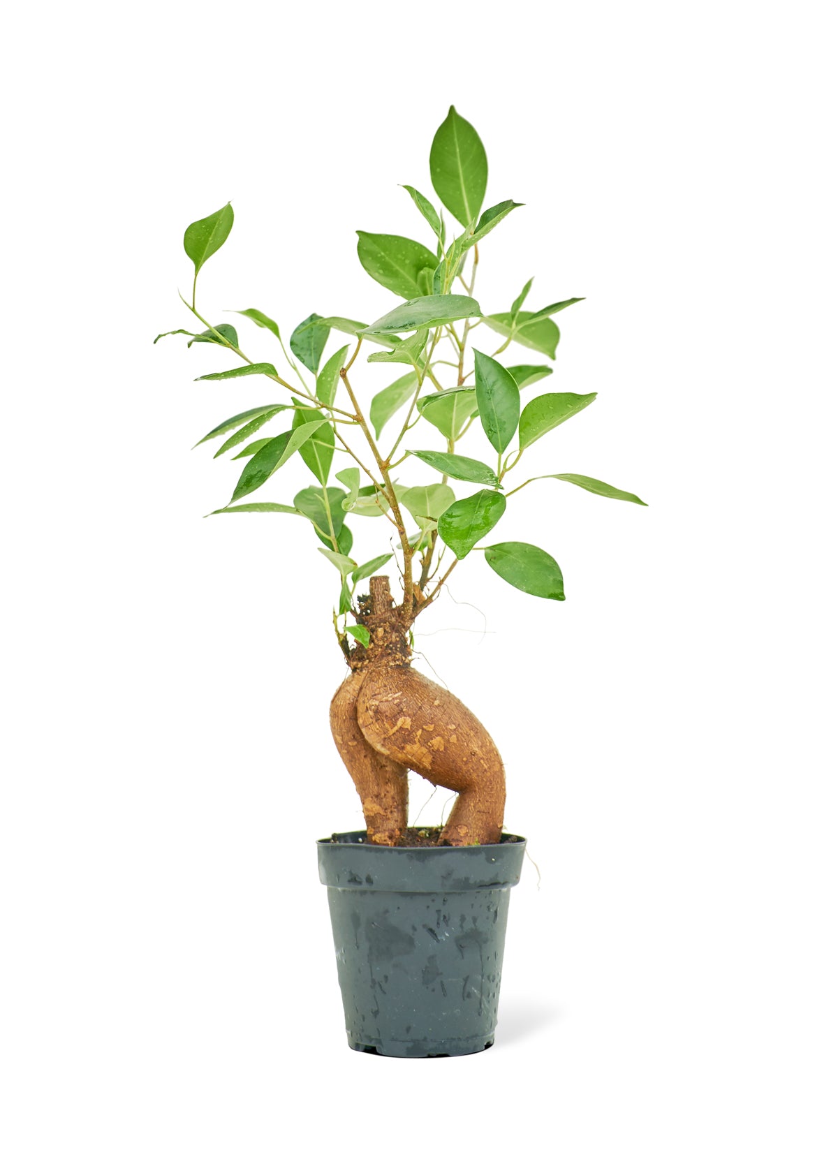 icus Ginseng with distinctive curved trunk