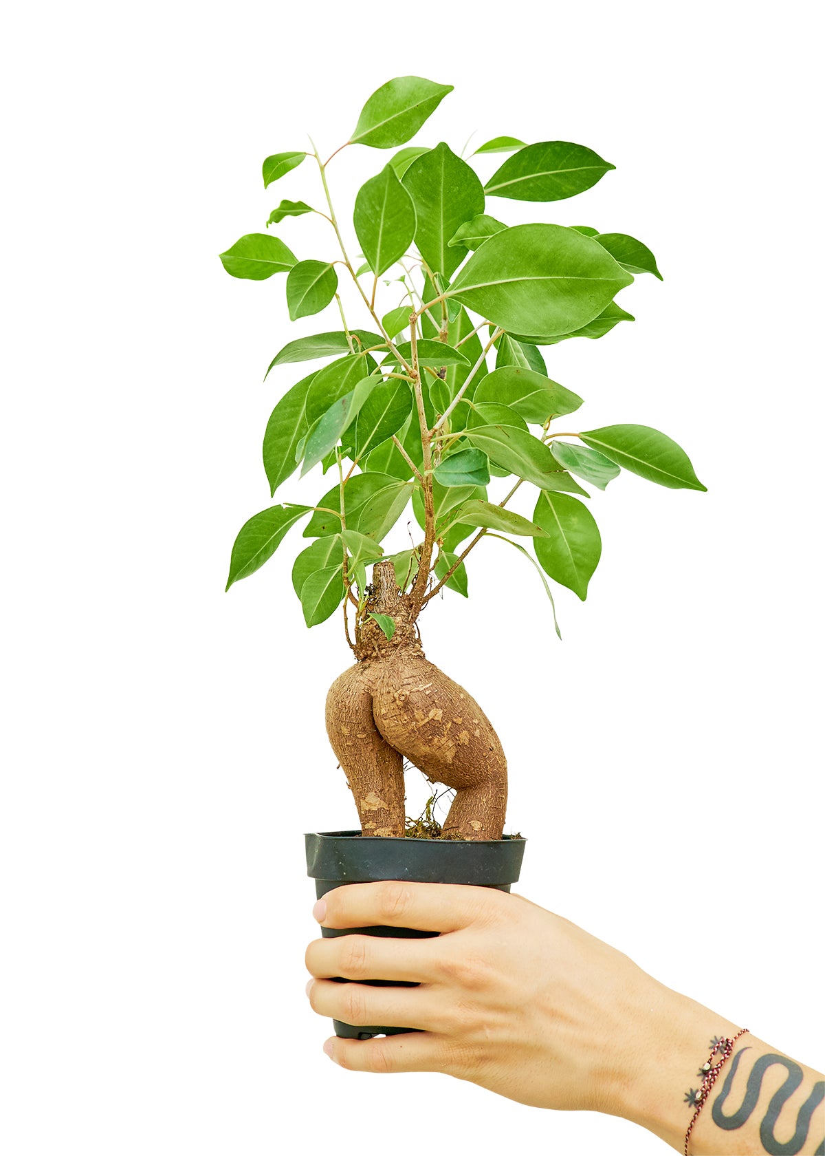 Detailed texture of Ficus Ginseng's curvy trunk