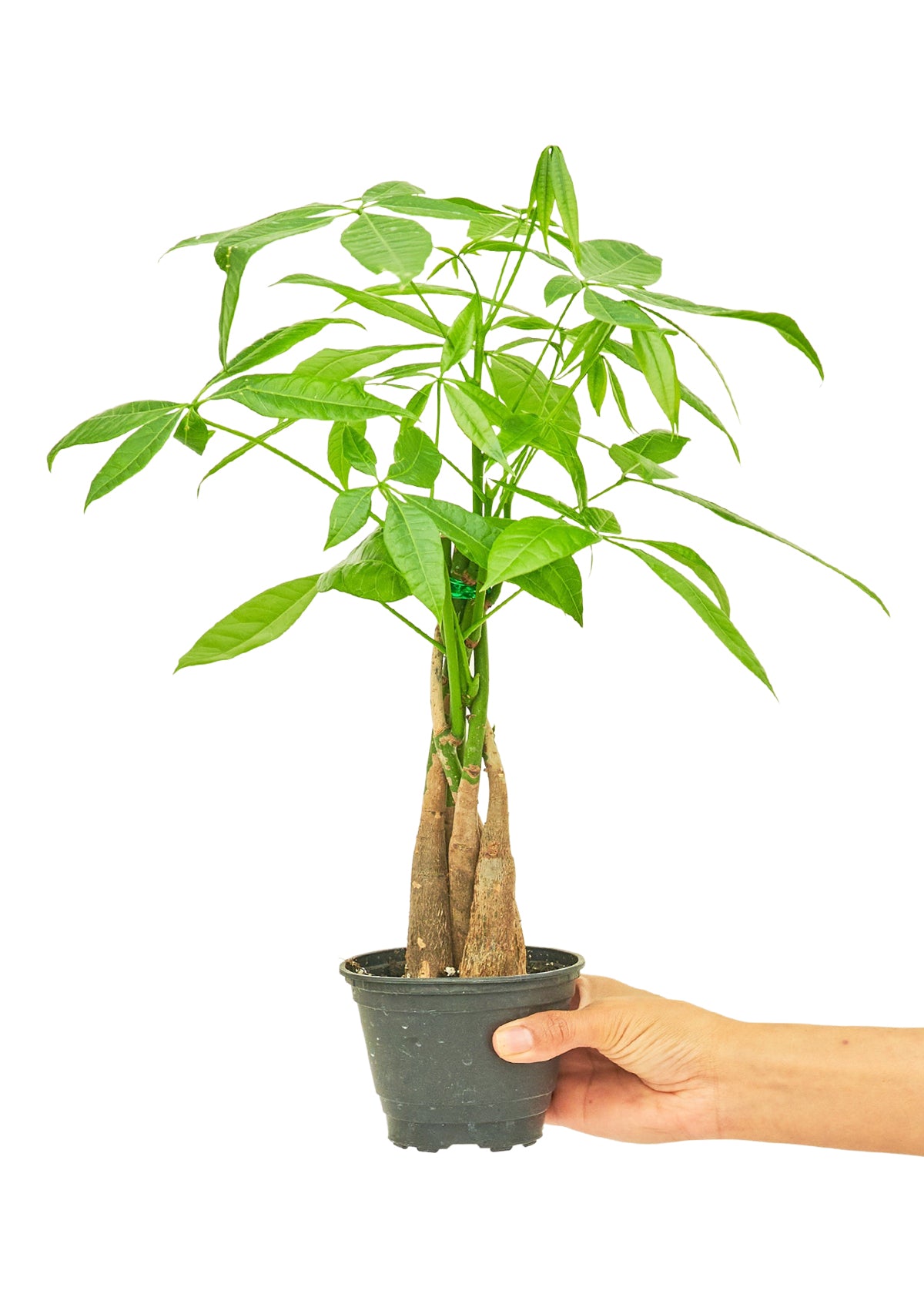 Whimsical-wealth-with-Elon-braided-money-tree-indoor-plant