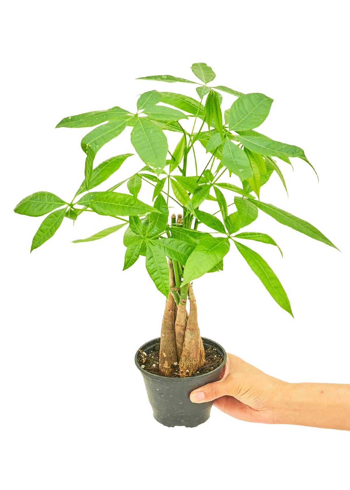 Prosperity-bringing-Elon-money-tree-Happy-Little-House-Plants