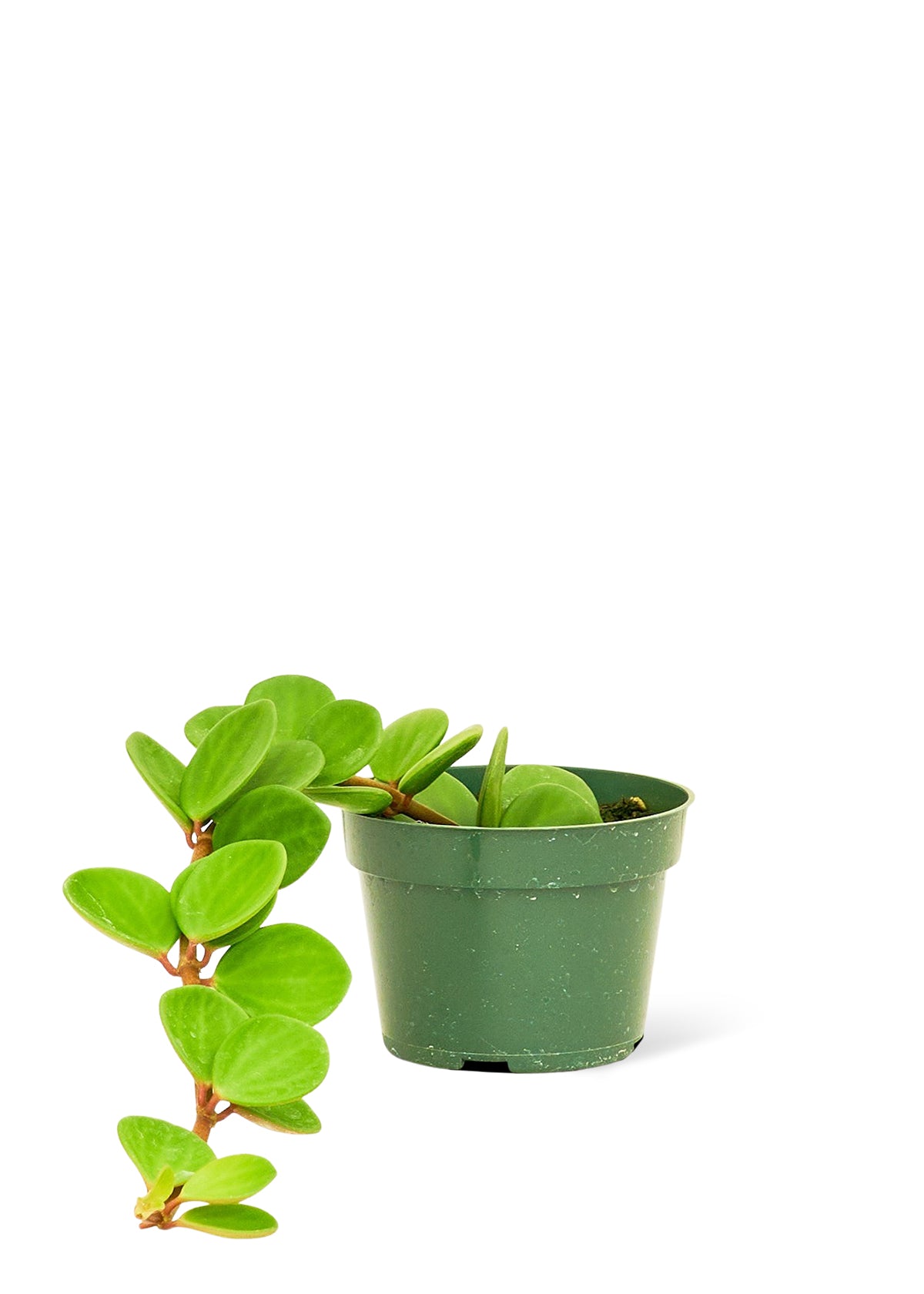 The whimsical touch of Hope, a Peperomia with standout reddish stems, adding both beauty and an aura of positivity to the surroundings.