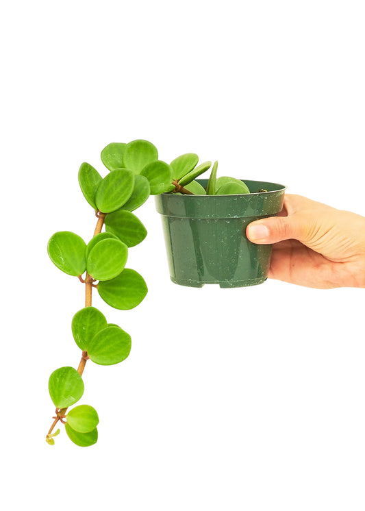 Close-up of Hope, the radiant Peperomia, showcasing its circular leaves on reddish stems, exuding a sense of vibrancy and whimsy.