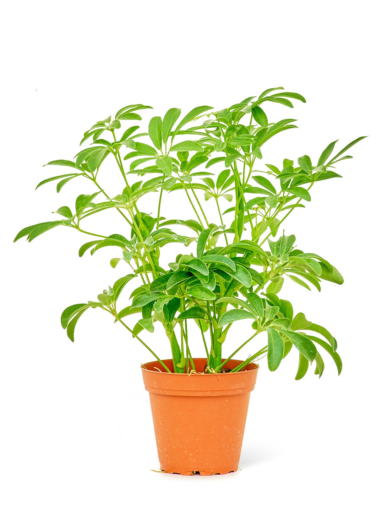 Close-up of Mary Poppins' dense and rich foliage