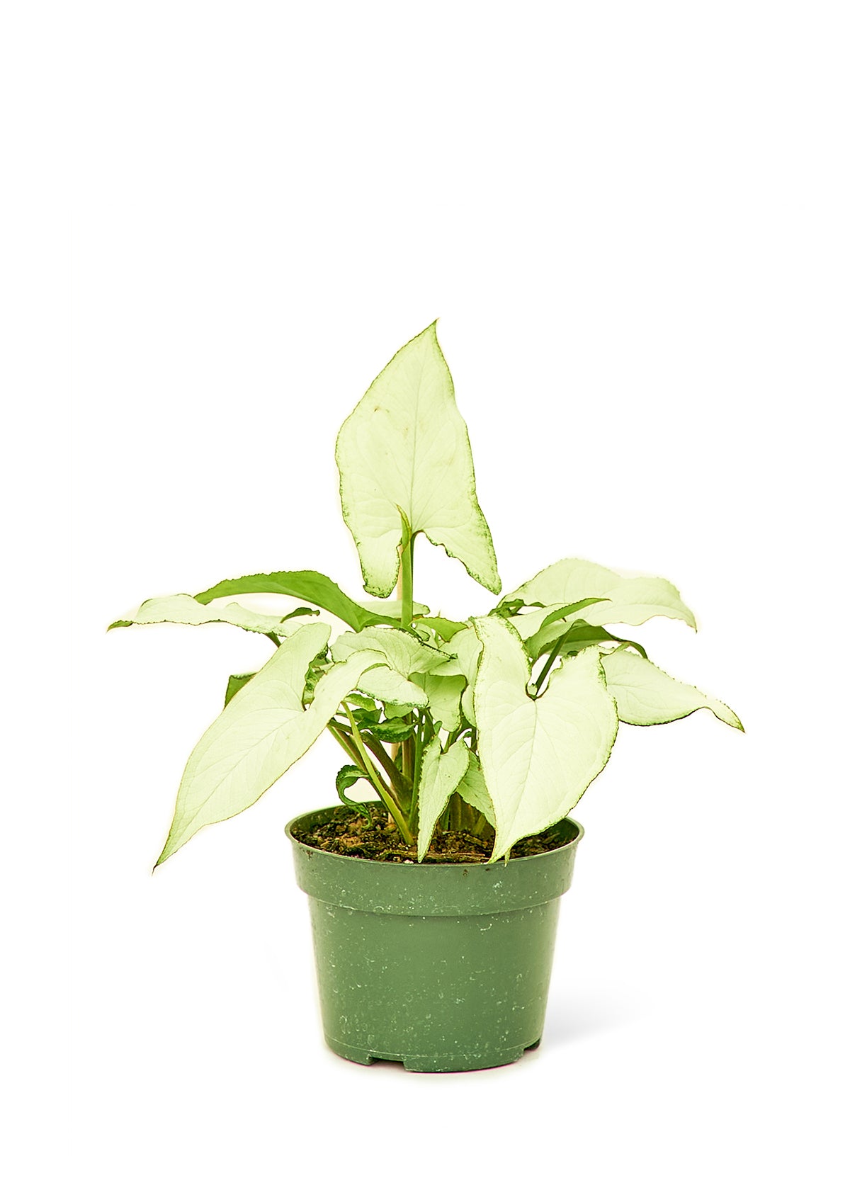 rtemis White Arrowhead plant with arrow-shaped foliage