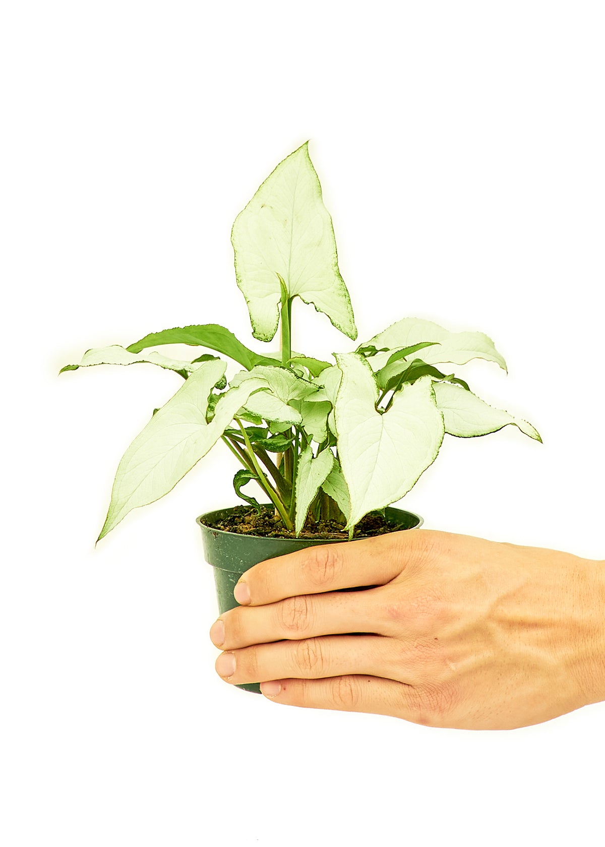 legant White Arrowhead plant named after Greek goddess Artemis