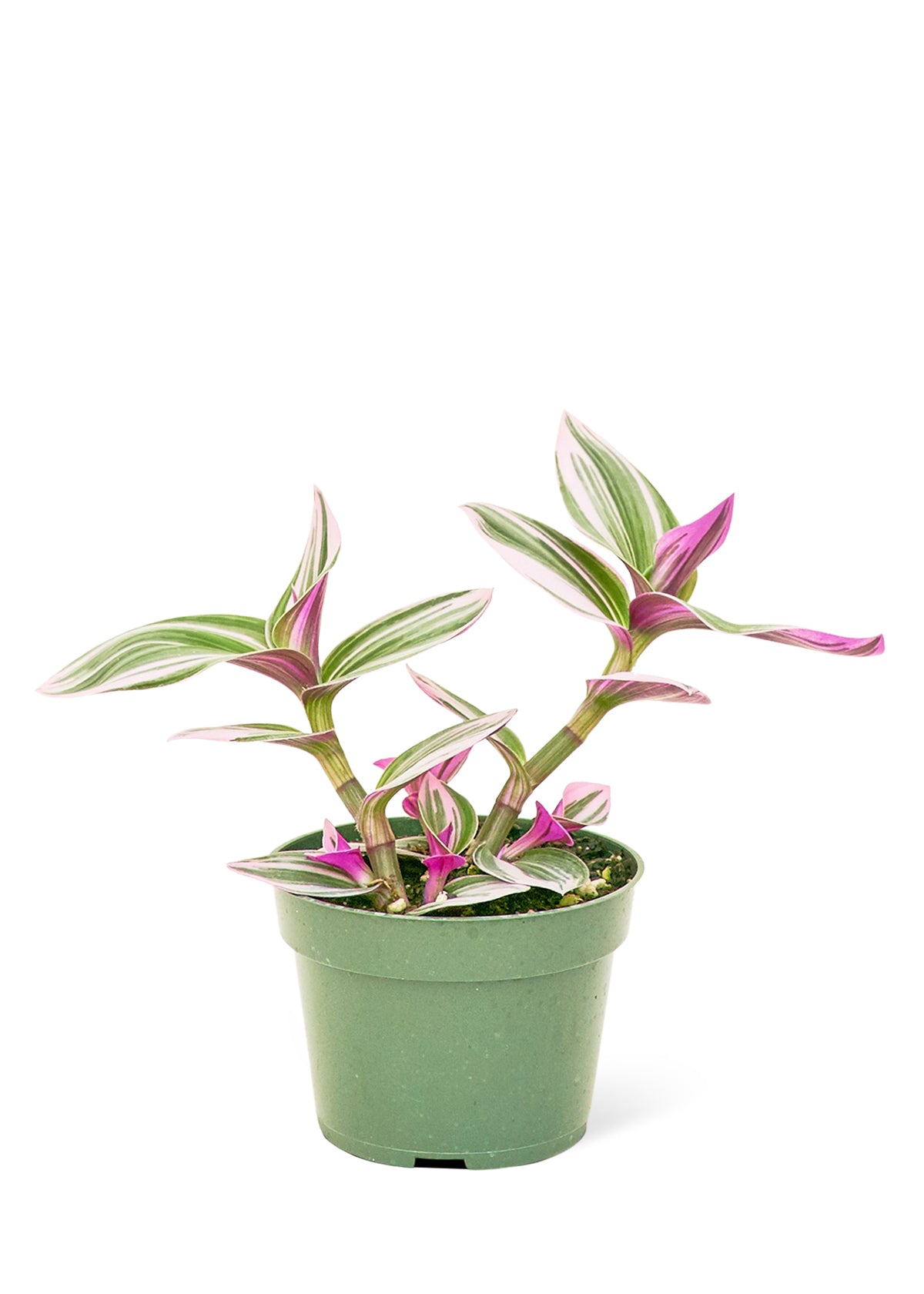 "Violet B" Tradescantia 'Nanouk'