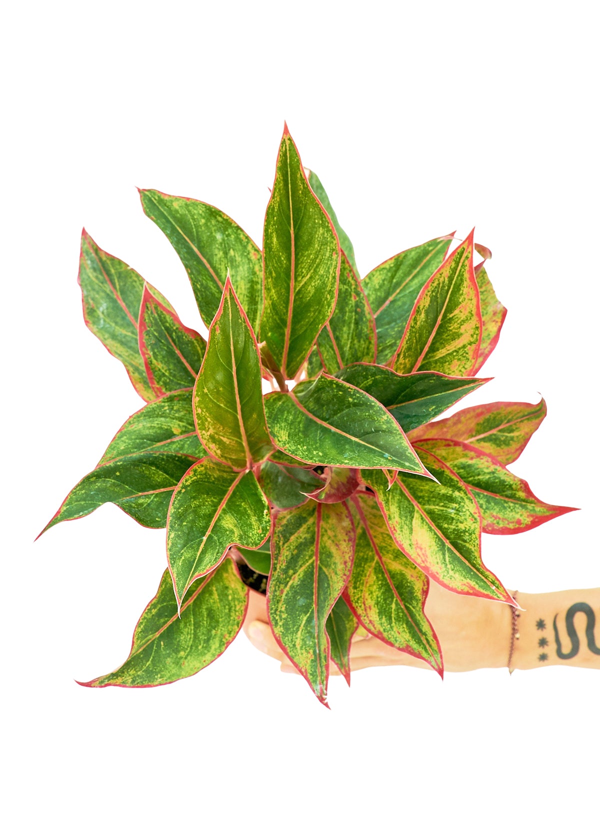 Ling showcasing vibrant red and green leaves, symbolizing prosperity and growth.