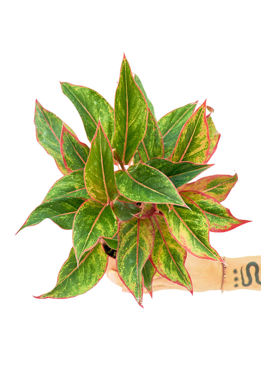 Ling showcasing vibrant red and green leaves, symbolizing prosperity and growth.