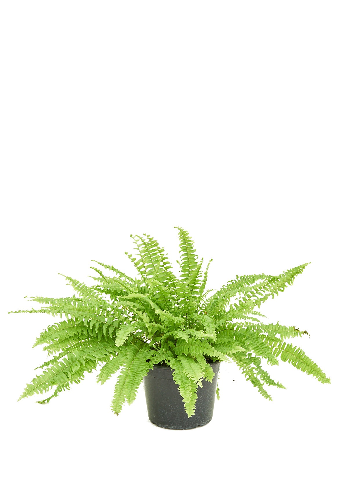 A full view of Buzz, the Boston Fern, exuding the lively essence of a rockstar on stage.